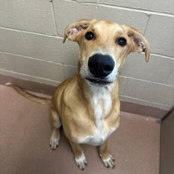 Tim -  Hound and Great Dane Dog for Adoption in Walnut Creek, California - Tim | PetCurious