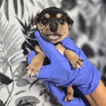Martha -  Shepherd Dog for Adoption in Wahiawa, Hawaii - Martha | PetCurious