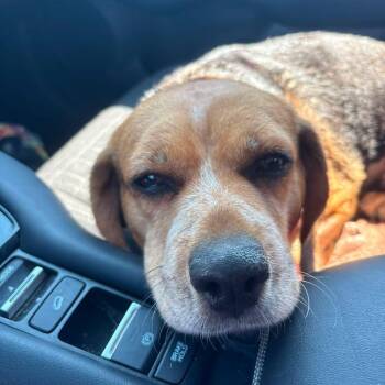 Betty Spaghetti -  Mixed Breed Dog for Adoption in Fredericksburg, Virginia - Betty Spaghetti | PetCurious