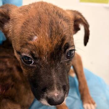 Artemis -  Mixed Breed Dog for Adoption in Charleston, West Virginia - Artemis | PetCurious