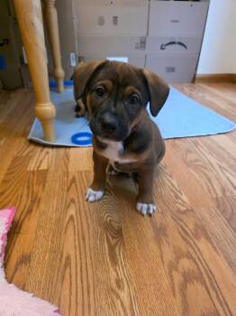 Jean -Luc -  Boxer and Pit Bull Terrier Dog for Adoption in Minneapolis, Minnesota - Jean -Luc | PetCurious