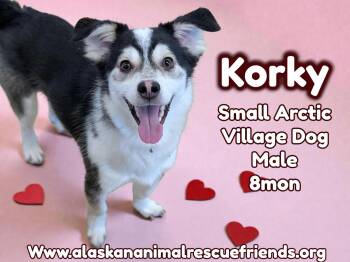 Husky and Corgi Dogs Available for Adoption - Korky | PetCurious