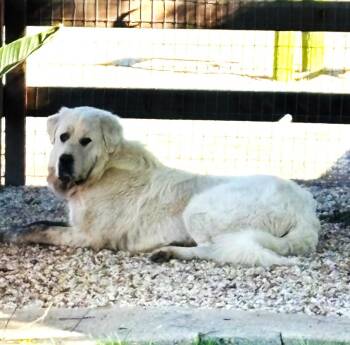 Rescue Great Pyrenees Dogs for Adoption in Granite Bay, California - RUFFLES | PetCurious