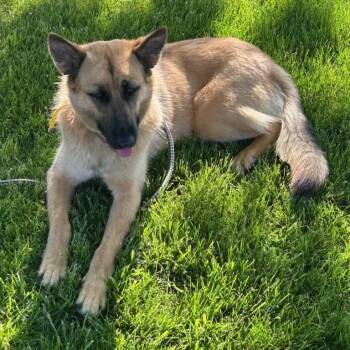 Luna -  German Shepherd Dog Dog for Adoption in Atlanta, Texas - Luna | PetCurious