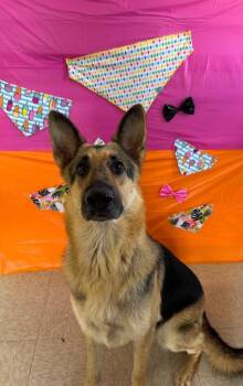 Stormy -  German Shepherd Dog Dog for Adoption in Chickasha, Oklahoma - Stormy | PetCurious