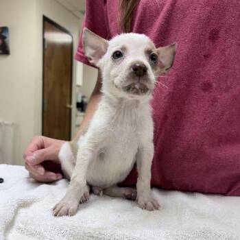Donatello-5143 -  Cattle Dog and Mixed Breed Dog for Adoption in Tyler, Texas - Donatello-5143 | PetCurious
