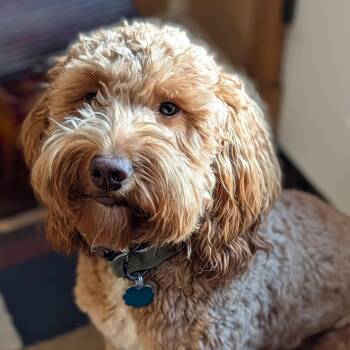 Goldendoodle Dogs Available for Adoption - Carrot | PetCurious