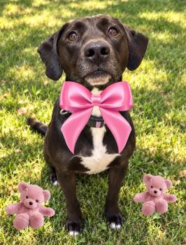 Dusti -  Black Labrador Retriever and Labrador Retriever Dog for Adoption - Dusti | PetCurious