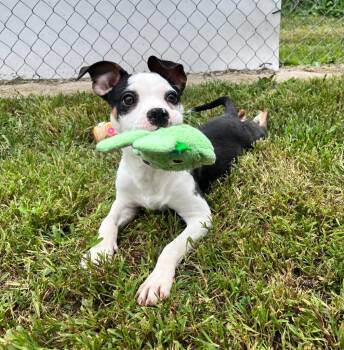 Cece -  Pit Bull Terrier and Mixed Breed Dog for Adoption in Shorewood, Illinois - Cece | PetCurious