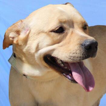 Sidney -  Mixed Breed Dog for Adoption in Las Cruces, New Mexico - Sidney | PetCurious