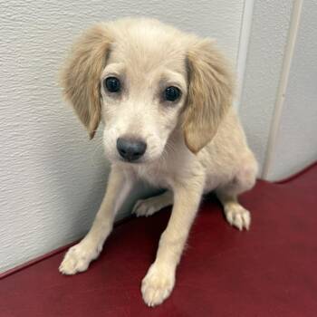 Ashley *Arriving 11/6* D12928 -  Cocker Spaniel and Chihuahua Dog for Adoption - Ashley *Arriving 11/6* D12928 | PetCurious