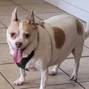 Rescue Chihuahua Dogs for Adoption in Las Vegas, Nevada - Gigi OS NV | PetCurious