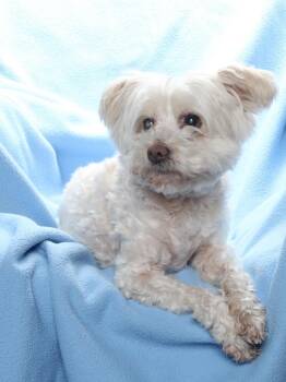 Maltese and Poodle Dogs Available for Adoption - RICHIE | PetCurious