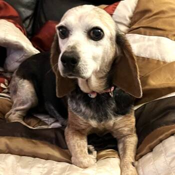 Rescue Beagle Dogs for Adoption in South Riding, Virginia - Paddie | PetCurious