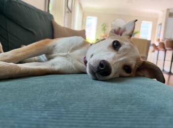 Sadie -  Collie and Shepherd Dog for Adoption in Boulder, Colorado - Sadie | PetCurious