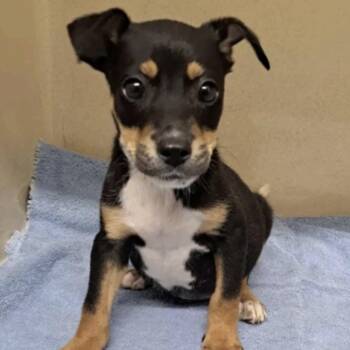 Australian Shepherd and Jack Russell Terrier Dogs Available for Adoption in Cedarburg, Wisconsin - Yeli | PetCurious