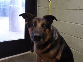 JILL -  German Shepherd Dog Dog for Adoption in Tulsa, Oklahoma - JILL | PetCurious