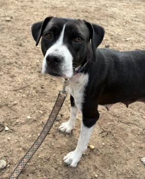 Everest -  Retriever and Mixed Breed Dog for Adoption in Lindenhurst, New York - Everest | PetCurious