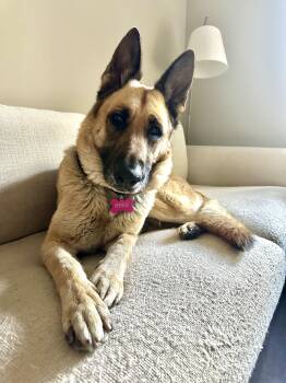 Bree -  German Shepherd Dog Dog for Adoption in San Luis Obispo, California - Bree | PetCurious