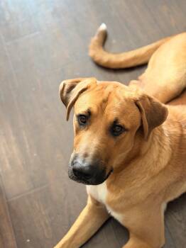 Bodhi -  Rhodesian Ridgeback and Black Mouth Cur Dog for Adoption in Choctaw, Oklahoma - Bodhi | PetCurious