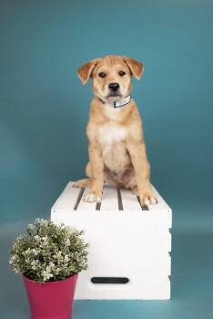 Corgi Dogs Available for Adoption in Brighton, Colorado - 455-26 | PetCurious