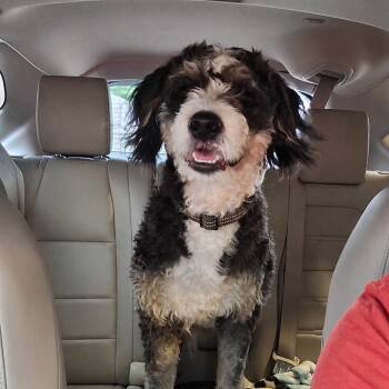 Tucker -  Bernadoodle Dog for Adoption in Tylertown, Mississippi - Tucker | PetCurious
