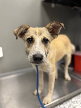 Rescue Shepherd and Mixed Breed Dogs for Adoption in Carthage, Missouri - Reed | PetCurious