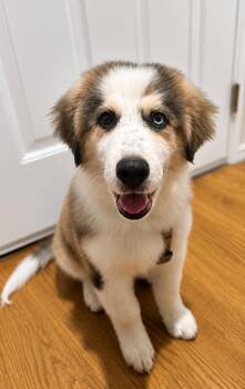 Beethoven -  Great Pyrenees Dog for Adoption in Los Angeles, California - Beethoven | PetCurious