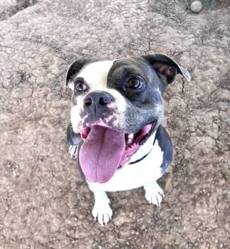 Ginger -  Boxer and Pit Bull Terrier Dog for Adoption in Senatobia, Mississippi - Ginger | PetCurious