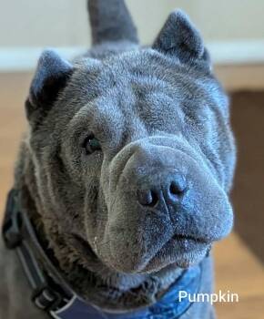 PUMPKIN - Bio coming soon -  Shar Pei Dog for Adoption in Cameron, North Carolina - PUMPKIN - Bio Coming Soon | PetCurious