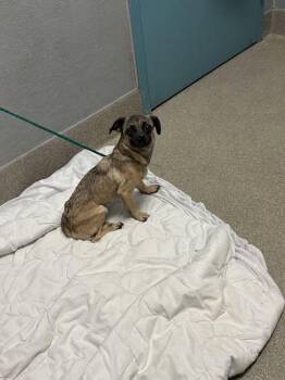 GOLDIE -  Pug and Chihuahua Dog for Adoption in Las Vegas, Nevada - GOLDIE | PetCurious