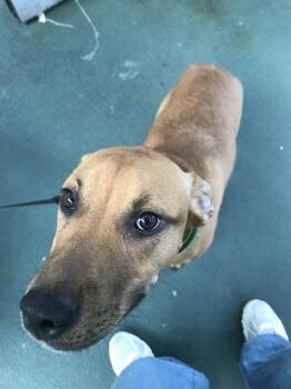 Mixed Breed Dogs Available for Adoption in Dallas, Texas - FIDO | PetCurious