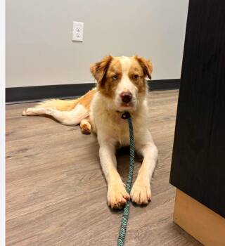 Richie cs -  Australian Shepherd Dog for Adoption in Columbia, Maryland - Richie Cs | PetCurious