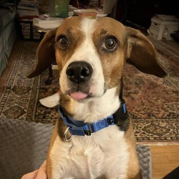 Rescue Beagle and Foxhound Dogs for Adoption in Chatham, New Jersey - Dusty | PetCurious