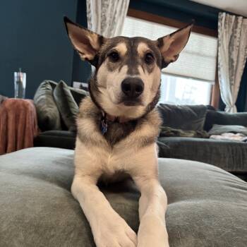 Mixed Breed Dogs Available for Adoption - Petunia | PetCurious