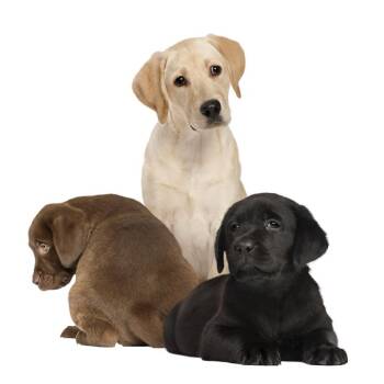 Mixed Breed Dogs Available for Adoption in Webster, Texas - Gemini | PetCurious