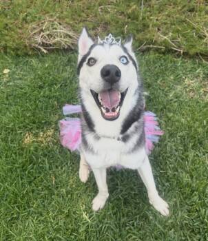 Siberian Husky Dogs Available for Adoption in Los Angeles, California - Princess | PetCurious