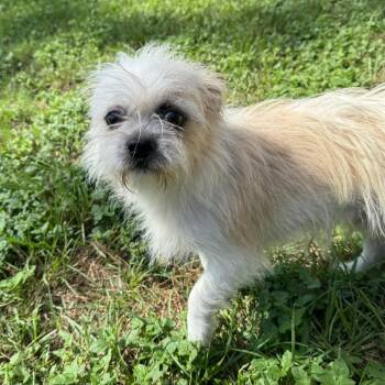 Dalton Boots -  Shih Tzu and Mixed Breed Dog for Adoption in Houston, Texas - Dalton Boots | PetCurious