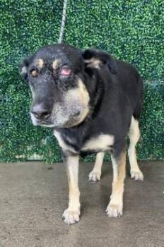 DUKITA -  German Shepherd Dog and Mixed Breed Dog for Adoption in El Paso, Texas - DUKITA | PetCurious