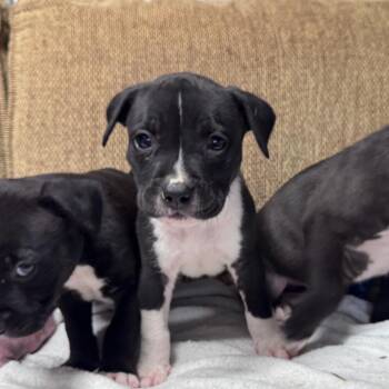 Mixed Breed Dogs Available for Adoption in Pinson, Tennessee - Ezra | PetCurious