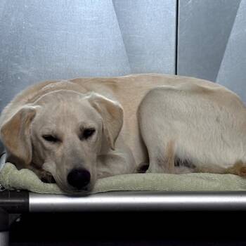 Henry -  Golden Retriever Dog for Adoption in Moses Lake, Washington - Henry | PetCurious