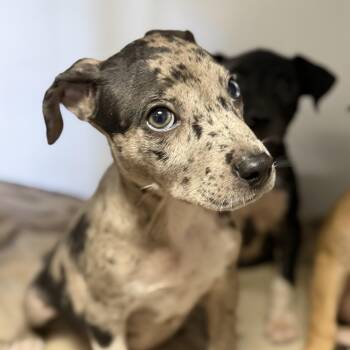 Hewlett Packard -  Mixed Breed Dog for Adoption in Columbia, South Carolina - Hewlett Packard | PetCurious