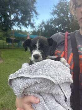 Finch -  Terrier Dog for Adoption in Lakeland, Florida - Finch | PetCurious