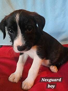Nexguard -  American Staffordshire Terrier and Labrador Retriever Dog for Adoption in Winder, Georgia - Nexguard | PetCurious