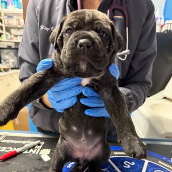 Espresso10 -  Cane Corso Dog for Adoption in Wahiawa, Hawaii - Espresso10 | PetCurious
