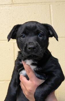 Unity -  Mixed Breed Dog for Adoption in Bellingham, Washington - Unity | PetCurious