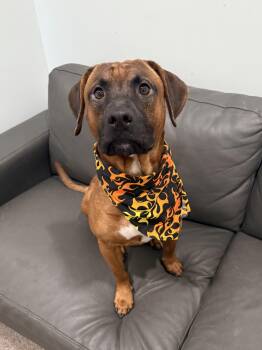 Rescue Mixed Breed Dogs for Adoption in Sault Ste. Marie, Michigan - Ford | PetCurious