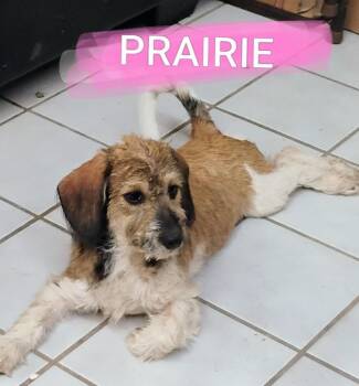PRAIRIE -  Schnauzer Dog for Adoption in Saint Jo, Texas - PRAIRIE | PetCurious