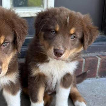 Rita -  Australian Shepherd and Border Collie Dog for Adoption in Overland Park, Kansas - Rita | PetCurious