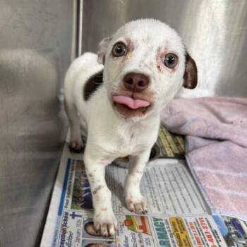 Rat Terrier Dogs Available for Adoption in San Antonio, Texas - Green | PetCurious